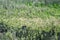 Marshlands during a spring day. fallen trees trunks floating on water surface. aerial view