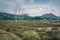 Marshlands and swamps in the Urdaibai Biosphere Reserve in the Basque Country