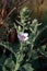 Marshmallow (Althaea officinalis).