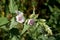 Marshmallow (Althaea officinalis).