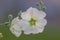 Marshmallow flower (Althaea officinalis) is a useful plant for human health.