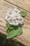 Marshmallow flower on wooden table.