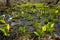 Marshy bog of skunk cabbage.