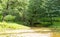 Marshy forest river. nature, summer.