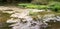 Marshy forest river. nature, summer.