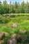 Marshy hummocks near a lake, Sweden