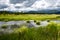 Marshy Landscape in Bonner County