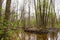 Marshy river with branched channel flows in forest alley of ash-trees. Nature of Volyn in May. Spring in Europe