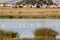 Marshy salt ponds in Coyote Hills Regional Park, Fremont, California