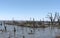 The marshy shoreline of Lake Ngami south of the Okawango Delta in Botswana