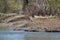 Marshy Shores of the Grand River in Caledonia Ontario, Canada