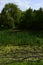 Marshy wetland landscape with willows, cane and other water plants during spring season in central Europe