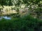 Marshy Wetlands in the Woods within Sertoma Park