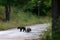 Marsican bear cubs in the wild