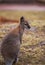 Marsupials: Wallaby in zoo