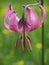 Martagon lily