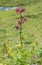 Martagon lily, native species in europe