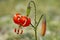 Martagon lily red flower on natural background