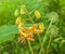 Martagon or turk`s cap lily, lilium martagon  Peppard Gold` in garden
