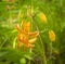 Martagon or turk`s cap lily, lilium martagon  Peppard Gold` and raindrops