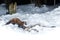 Marten in the nice nature habitat from camera trap