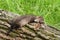 Marten sleeping