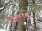 Martenitsa on blossomed tree in the winter, Bulgaria