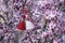 Martenitsa on blossoming tree - symbol beginning spring. Bulgarian1st March holiday. Spring background with pink bloom