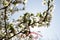 Martenitsa Tied to a blooming tree. Martisor. Baba Marta holiday.