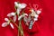 Martenitsa - traditional Bulgarian custom - red background with snowdrops