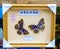 Martial arts butterfly specimens