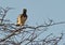 Martial Eagle