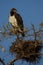 Martial Eagle