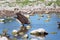 A martial eagle drinking