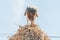 Martial eagle eating prey on communal bird nest