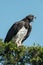 Martial eagle in leafy bush yawns widely
