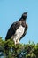 Martial eagle lifts head to yawn widely
