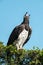 Martial eagle lifts head and yawns widely