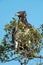 Martial eagle looking left in leafy bush