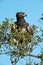 Martial eagle looking right in leafy bush