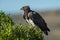 Martial eagle looks left in leafy bush