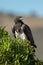 Martial eagle looks right from leafy bush