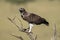 Martial eagle looks up from dead tree