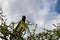 Martial Eagle Perched on Tree in Kenyan Tsavo East Reserve