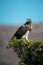 Martial eagle perches on bush turning head