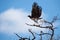 Martial Eagle (Polemaetus bellicosus)