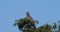 Martial Eagle, polemaetus bellicosus, Adult perched on the top of Tree, Masai Mara Park in Kenya,