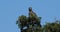 Martial Eagle, polemaetus bellicosus, Adult perched on the top of Tree, Masai Mara Park in Kenya,