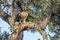 Martial eagle (Polemaetus bellicosus) eating a Common Water Monitor Lizzard (Varanus salvator)