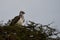 Martial eagle Polemaetus bellicosus large sub-Saharan Africa species of booted eagle subfamily Aquillinae Immature